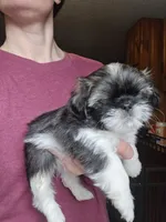 Petunia SHINESE BREED , a female Shih Tzu for sale in Ticonderoga, NY – Photo 4 of 4