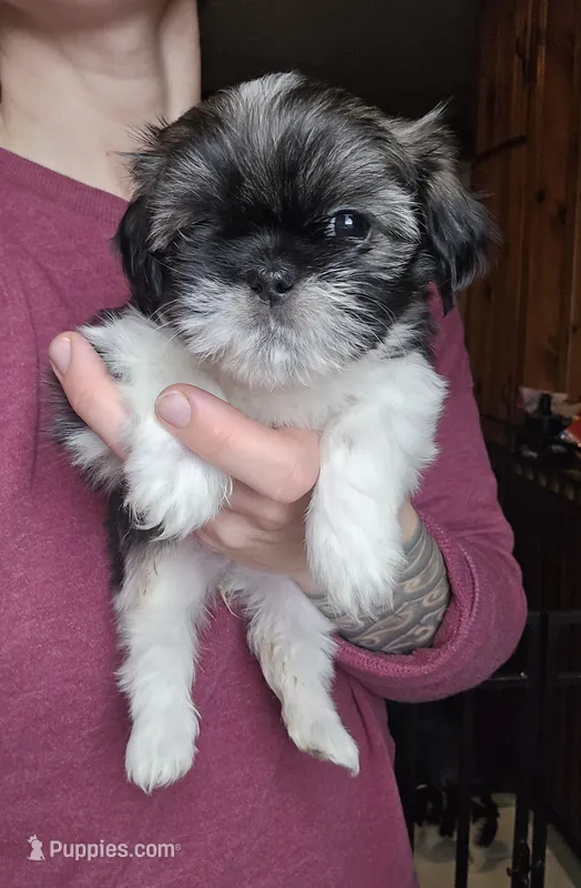 Petunia SHINESE BREED 