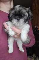 Petunia SHINESE BREED , a female Shih Tzu for sale in Ticonderoga, NY – Photo 1 of 4