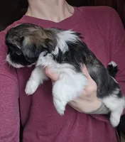 Petunia SHINESE BREED , a female Shih Tzu for sale in Ticonderoga, NY – Photo 3 of 4