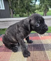 AKC Banshee , a male Cane Corso for sale in Ticonderoga, NY – 4 of 8