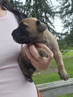 AKC Valiente , a male Cane Corso for sale in Ticonderoga, NY – 3 of 6