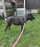 Savage , a female Cane Corso for sale in Ticonderoga, NY – 4 of 5