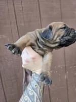 Lakota, a female Cane Corso for sale in Ticonderoga, NY – 5 of 7