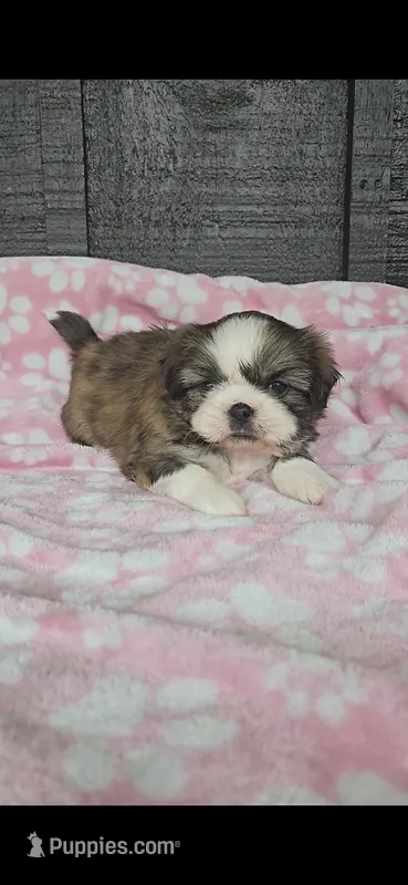 Myrtle  – Pekingese, Shih Tzu puppy for sale in Ticonderoga, NY