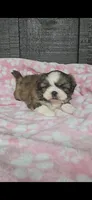 Myrtle , a female Pekingese and Shih Tzu for sale in Ticonderoga, NY – 1 of 2