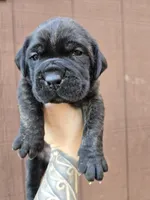 Apache , a male Cane Corso for sale in Ticonderoga, NY – 5 of 7