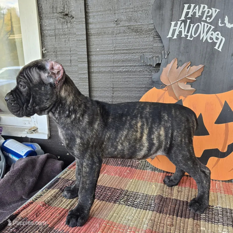 AKC Banshee  – Cane Corso puppy for sale in Ticonderoga, NY