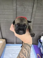 AKC Baylar, a male Cane Corso for sale in Ticonderoga, NY – 2 of 5