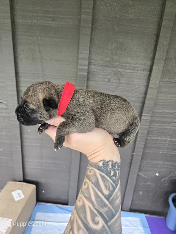 AKC Baylar – Cane Corso puppy for sale in Ticonderoga, NY