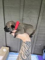 AKC Baylar, a male Cane Corso for sale in Ticonderoga, NY – 1 of 5