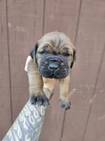 Lakota, a female Cane Corso for sale in Ticonderoga, NY – 2 of 7