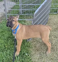 ICCF Sonya , a female Cane Corso for sale in Ticonderoga, NY – 8 of 9