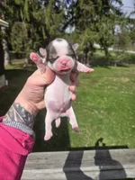 Duke , a male Pekingese and Shih Tzu for sale in Ticonderoga, NY – Photo 2 of 5