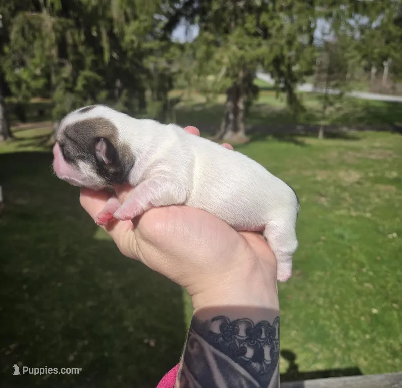 Duke  – Pekingese, Shih Tzu puppy for sale in Ticonderoga, NY
