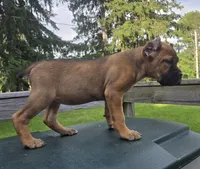 Scarlett , a female Cane Corso for sale in Ticonderoga, NY – 3 of 6