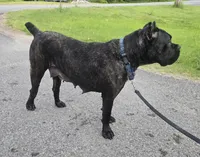 Savage , a female Cane Corso for sale in Ticonderoga, NY – 3 of 7