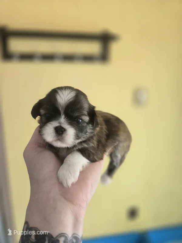 Daisy – Pekingese, Shih Tzu puppy for sale in Ticonderoga, NY