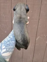 Shoshone, a female Cane Corso for sale in Ticonderoga, NY – 2 of 7