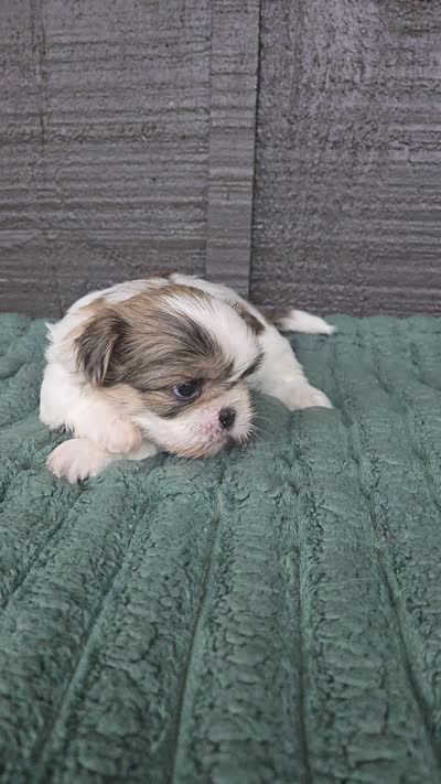 Duke, a male Pekingese and Shih Tzu for sale in Ticonderoga, NY – 6 of 6