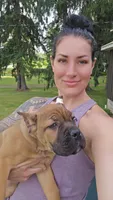 ICCF Sonya , a female Cane Corso for sale in Ticonderoga, NY – 5 of 9