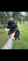Decan, a male Pekingese for sale in Ticonderoga, NY – 2 of 5