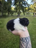 Deja Vu, a female Pekingese for sale in Ticonderoga, NY – 4 of 7