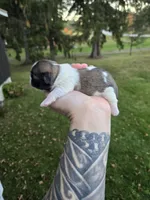 Eddie, a male Pekingese and Shih Tzu for sale in Ticonderoga, NY – 3 of 7
