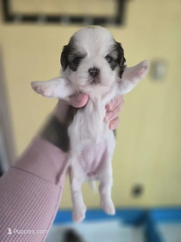 Lulu – Pekingese, Shih Tzu puppy for sale in Ticonderoga, NY