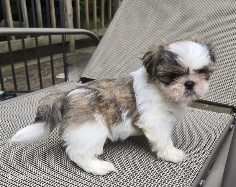 Duke – Pekingese, Shih Tzu puppy for sale in Ticonderoga, NY