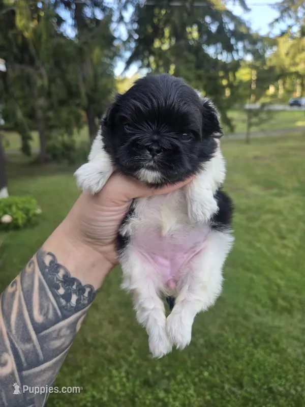 Deja Vu – Pekingese puppy for sale in Ticonderoga, NY