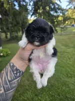 Deja Vu, a female Pekingese for sale in Ticonderoga, NY – 1 of 7
