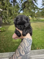 Daliah, a female Pekingese for sale in Ticonderoga, NY – 5 of 6