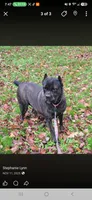 AKC Mushka , a female Cane Corso for sale in Ticonderoga, NY – 2 of 3