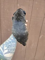 Chippewa , a female Cane Corso for sale in Ticonderoga, NY – 4 of 9