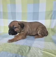 Sonya , a female Cane Corso for sale in Ticonderoga, NY – 5 of 7