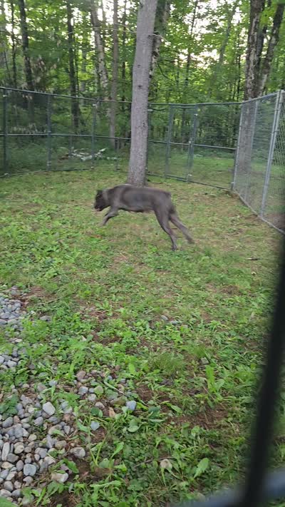 Bluebell , a female Cane Corso for sale in Ticonderoga, NY – 4 of 4