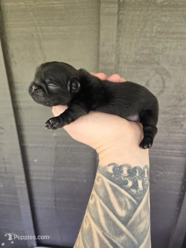 Thelma – Pekingese, Shih Tzu puppy for sale in Ticonderoga, NY