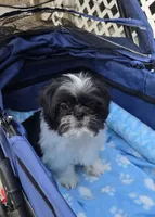 Oreo SHINESE BREED , a male Shih Tzu for sale in Ticonderoga, NY – Photo 2 of 6