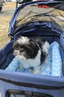 Oreo SHINESE BREED , a male Shih Tzu for sale in Ticonderoga, NY – Photo 4 of 6