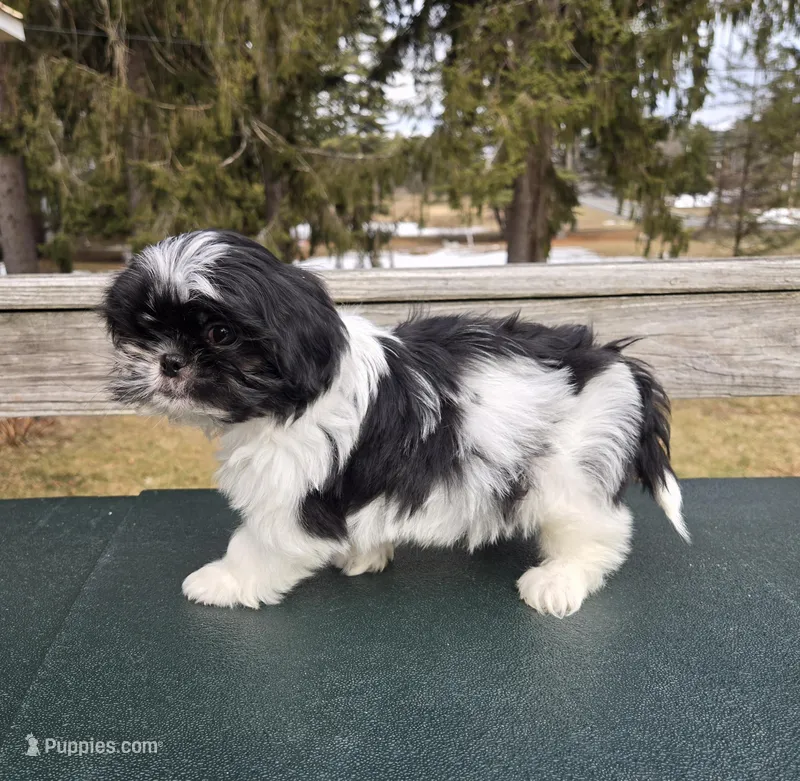 Oreo SHINESE BREED  – Shih Tzu puppy for sale in Ticonderoga, NY