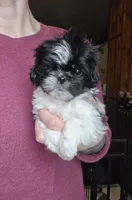 Oreo SHINESE BREED , a male Shih Tzu for sale in Ticonderoga, NY – Photo 1 of 4