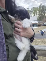 Oreo SHINESE BREED , a male Shih Tzu for sale in Ticonderoga, NY – Photo 6 of 6