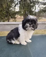 Oreo SHINESE BREED , a male Shih Tzu for sale in Ticonderoga, NY – Photo 5 of 6