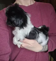 Oreo SHINESE BREED , a male Shih Tzu for sale in Ticonderoga, NY – Photo 3 of 4