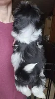 Oreo SHINESE BREED , a male Shih Tzu for sale in Ticonderoga, NY – Photo 2 of 4