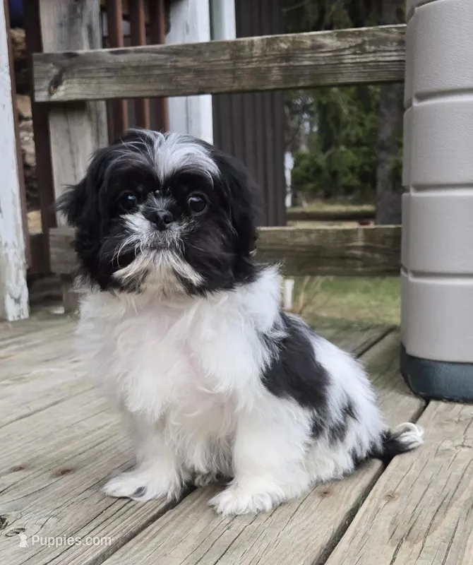 Oreo SHINESE BREED  – Shih Tzu puppy for sale in Ticonderoga, NY