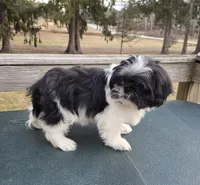 Oreo SHINESE BREED , a male Shih Tzu for sale in Ticonderoga, NY – Photo 3 of 6