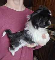 Oreo SHINESE BREED , a male Shih Tzu for sale in Ticonderoga, NY – Photo 4 of 4