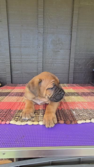 AKC Viggo , a male Cane Corso for sale in Ticonderoga, NY – 3 of 6